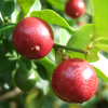 Limeberry (Triphasia trifolia)