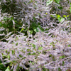 Iboza (Iboza riparia)