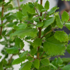 Iboza (Iboza riparia)