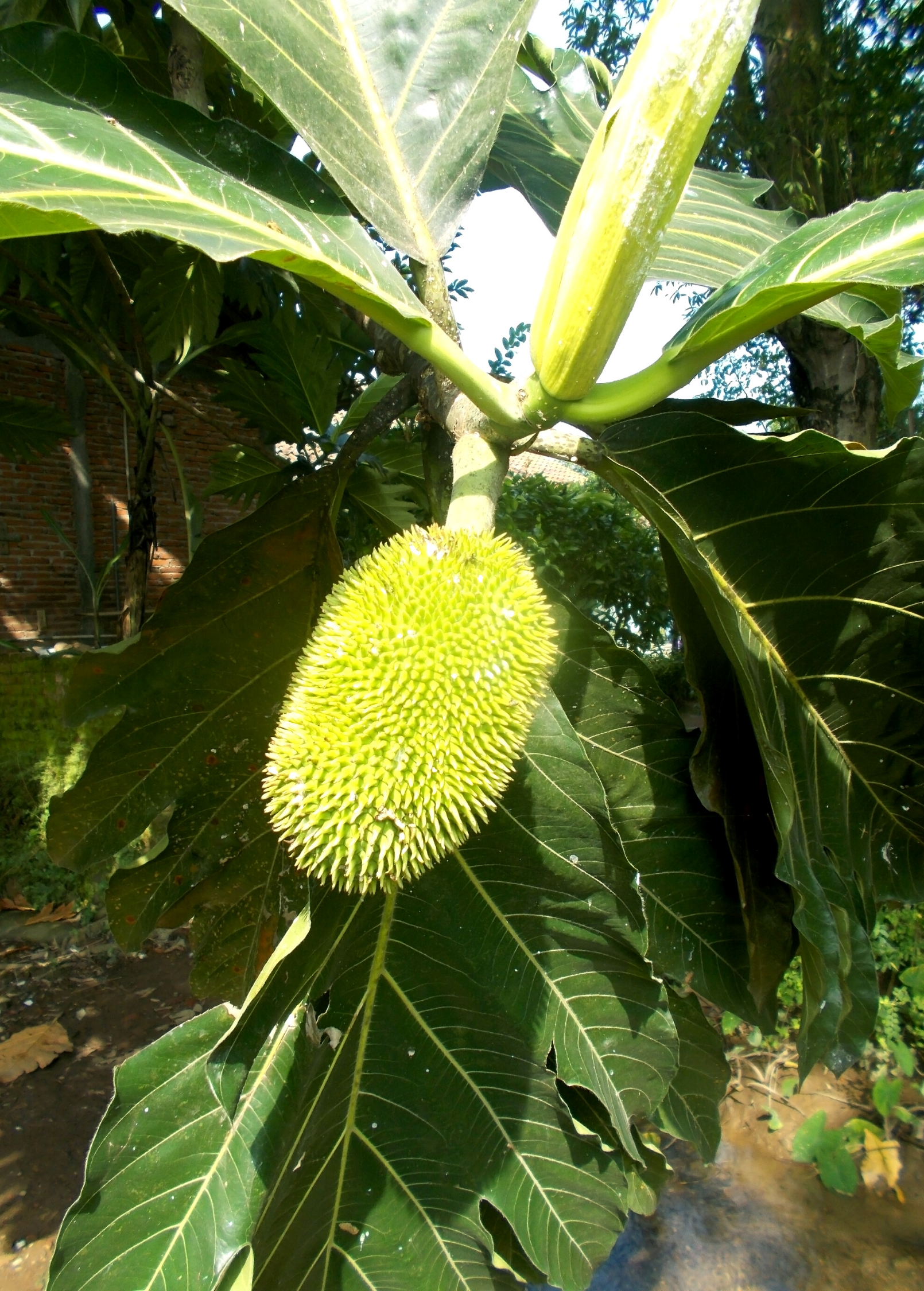 Breadnut (Brosimum alicastrum) – The Plant Seed