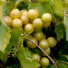 Muscadine Grape 'Welder' (Vitis rotundifolia)