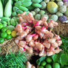 Greater Galangal (Alpinia galanga)