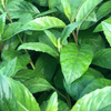 Longevity Spinach (Gynura procumbens)