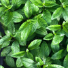 Longevity Spinach (Gynura procumbens)