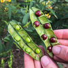 Pigeon Pea, Green (Cajanus cajan)