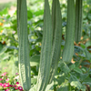 Loofah Gourd (Luffa aegyptiaca)