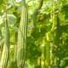 Loofah Gourd (Luffa aegyptiaca)