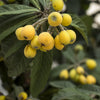 Loquat 'Champagne' (Eriobotrya japonica)