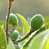 Loquat Seedling (Eriobotrya japonica)