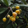 Loquat 'Christmas' (Eriobotrya japonica)
