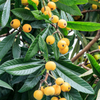 Loquat Seedling (Eriobotrya japonica)