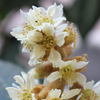 Loquat 'Christmas' (Eriobotrya japonica)