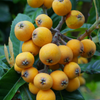 Loquat 'Christmas' (Eriobotrya japonica)