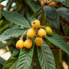Loquat 'Champagne' (Eriobotrya japonica)