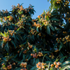 Loquat 'Christmas' (Eriobotrya japonica)