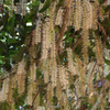 Macadamia 'Beaumont' (Macadamia integrifolia x tetraphylla)