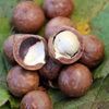 Macadamia 'Queen Anne' (Macadamia integrifolia)