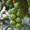 Macadamia 'Beaumont' (Macadamia integrifolia x tetraphylla)