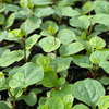 Malabar Spinach (Basella alba)