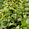 Malabar Spinach (Basella alba)