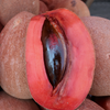 Mamey Sapote 'Magana' (Pouteria sapota)