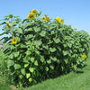 Sunflower - Mammoth Russian