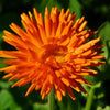 50 RADIO ENGLISH MARIGOLD Calendula Officinalis Orange & Yellow Pot Flower Seeds