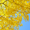 Ginkgo (Ginkgo biloba)