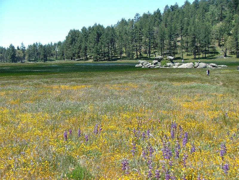 Southwest Native Meadowscaping Mix Alternative Lawn Seed – photo 5
