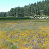 Western Wonders Native Wildflower Mix – photo 6
