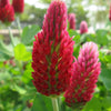 Tri-Clover – Red, White, & Crimson Clovers – Alternative Lawn Seed – photo 4