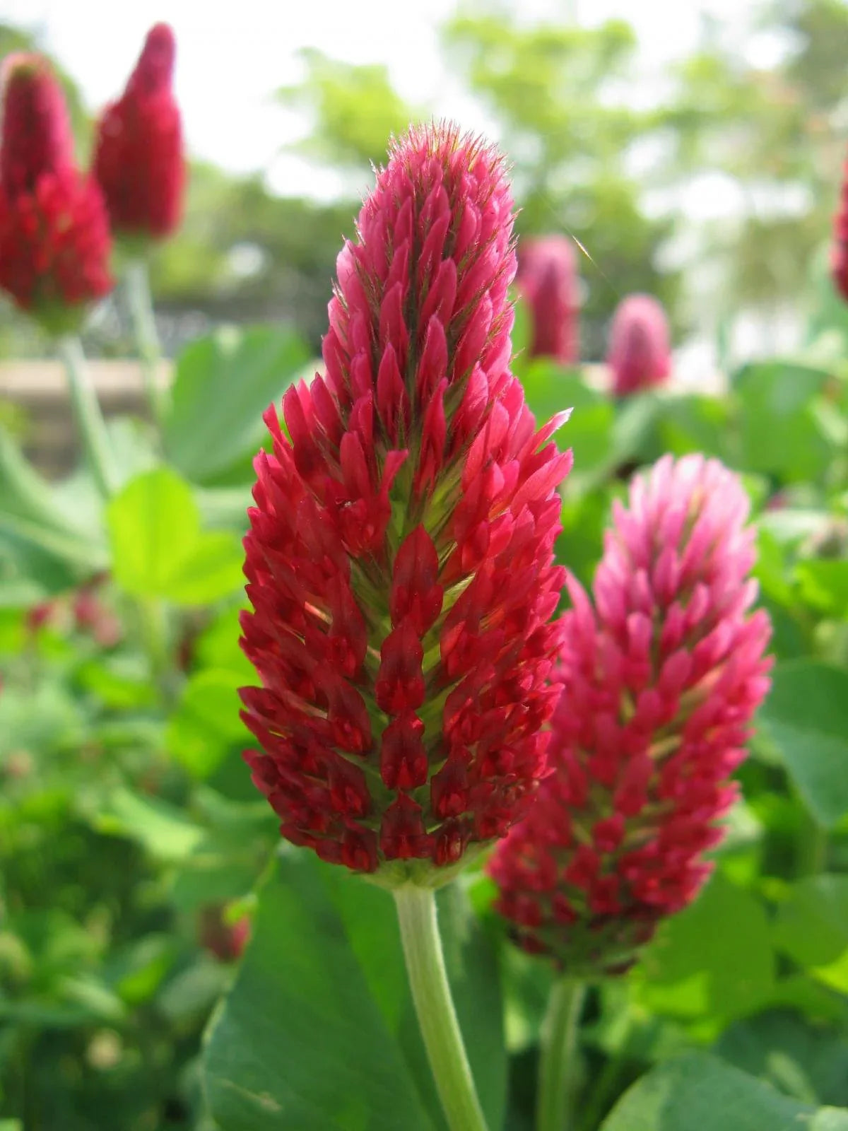 Tri-Clover – Red, White, & Crimson Clovers – Alternative Lawn Seed – photo 4