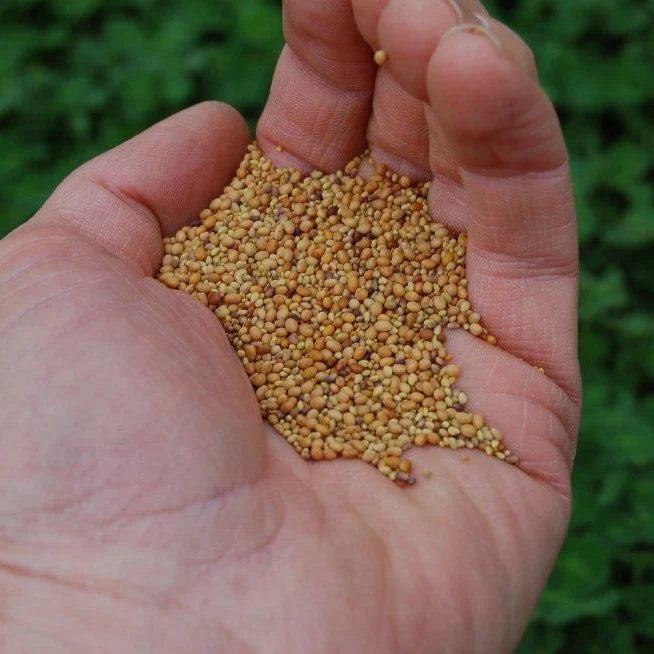 Tri-Clover – Red, White, & Crimson Clovers – Alternative Lawn Seed – photo 2