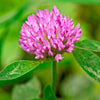 Tri-Clover – Red, White, & Crimson Clovers – Alternative Lawn Seed – photo 5