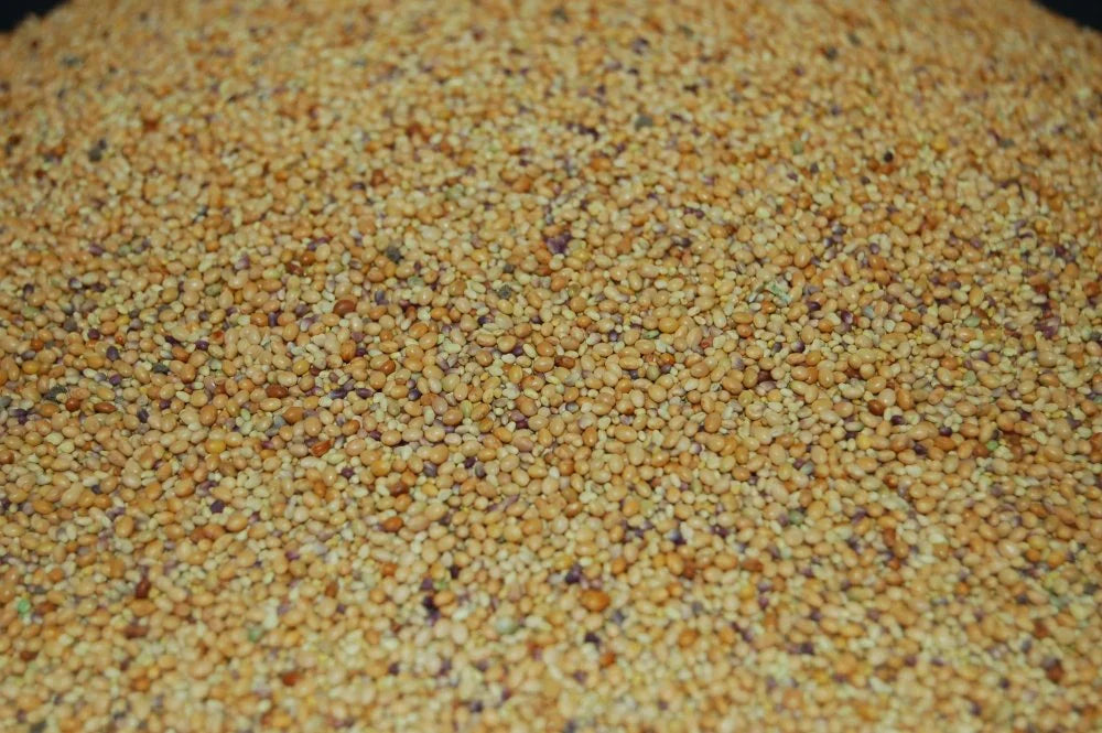 Tri-Clover – Red, White, & Crimson Clovers – Alternative Lawn Seed – photo 3