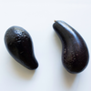 Avocado 'Mexicola' (Persea americana)