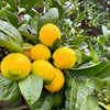 Meyer Lemon Tree