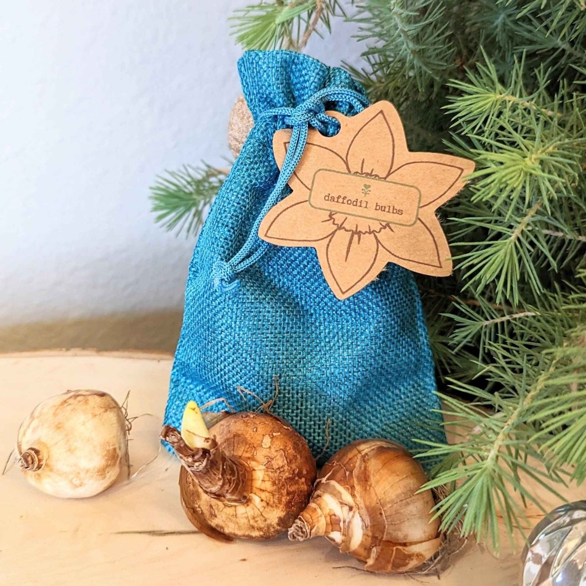 Mini Daffodil Bulbs – live plant – photo 2
