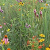 Southeast Native Meadowscaping Mix – photo 2