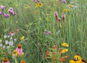Southeast Native Meadowscaping Mix – photo 2