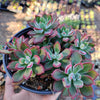 Echeveria 'Devotion'