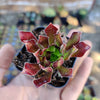 Aeonium 'Firecracker'