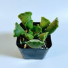 Adromischus cristatus - Crinkle Leaf Plant