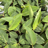Banana 'Mona Lisa' (Musa acuminata) – live tree – photo 3