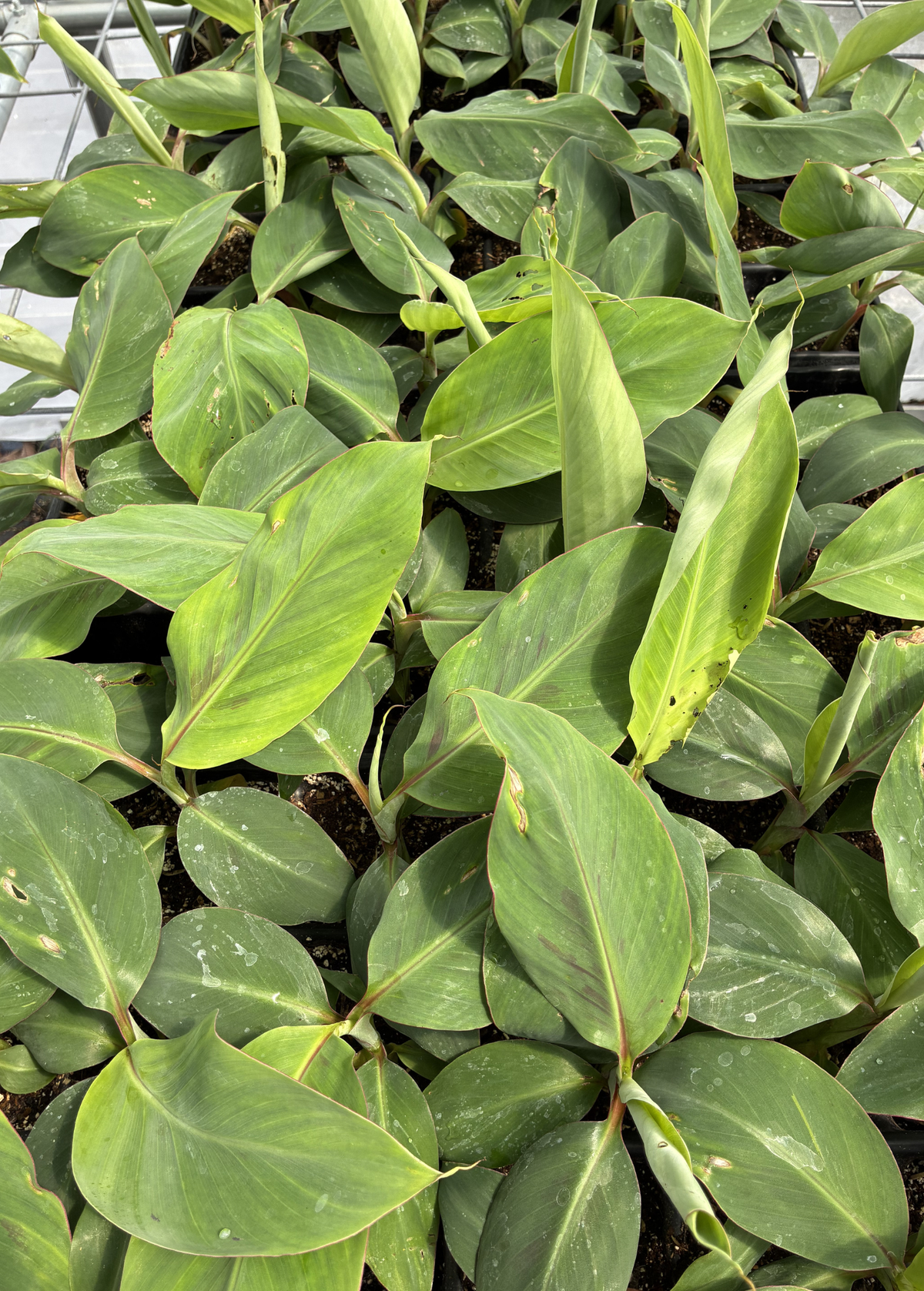 Banana 'Mona Lisa' (Musa acuminata) – live tree – photo 3