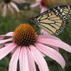 Monarch Meadow Native Mix – photo 6