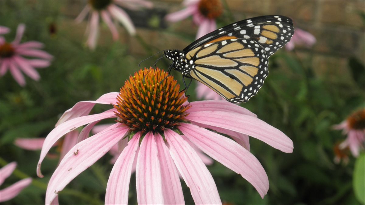 Monarch Meadow Native Mix – photo 6