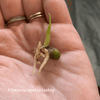 Monstera Deliciosa "Swiss Cheese Plant" Seeds
