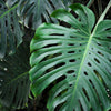 Monstera, Swiss Cheese Plant (Monstera deliciosa)
