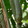 Monstera 'Thai Constellation' (Monstera deliciosa)